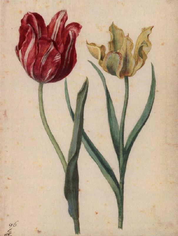 Georg Flegel Two Tulips Sweden oil painting art